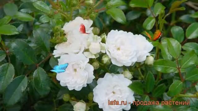 Роза почвопокровная Вайт Фэйри (rose white fairy) ? обзор: как сажать, саженцы розы Вайт Фэйри смотреть онлайн