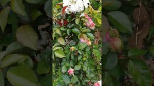 Розы "Доминик Луазо" (Дельбар) и другие