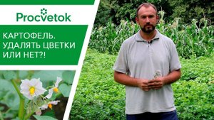 ВСЯ ПРАВДА об обрывании цветков картофеля. Как можно повысить урожай картофеля?