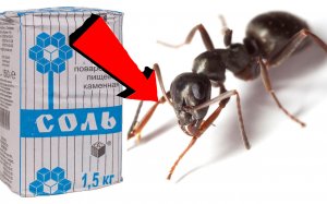 Как избавиться от муравьёв и тли 3 Секунды!