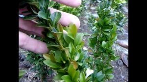 Самшит - вечнозеленые декоративные кустарники в саду
