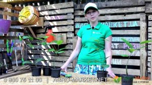 Лимон Киевский Крупноплодный | Agro-market.net