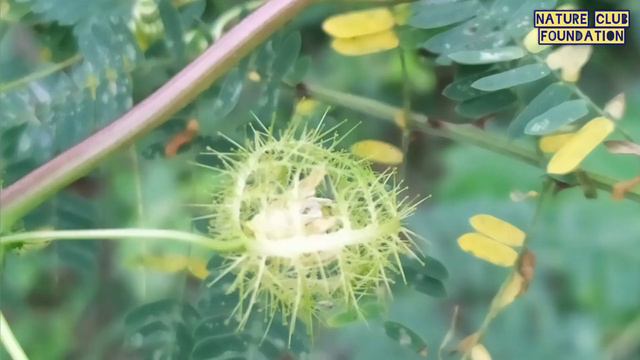 कीटभक्षी पौधा Passiflora foetida इसे राखी बेल या कौरव-पांडव बेल क्यों कहते हैं ? Passion plant смотреть онлайн