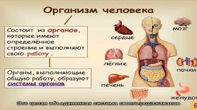 Строение ушного хряща смотреть онлайн