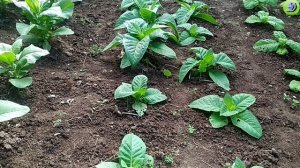 Обзор табака спустя месяц после высадки в открытый грунт.