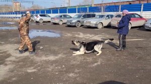 Дрессировка ВЕО на ЗКС
