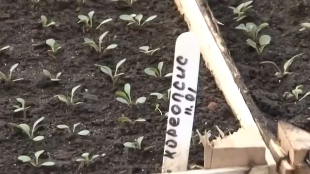 В ожидании весны: «Зеленстрой» готовит рассаду для городских клумб смотреть онлайн