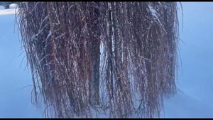Хвойные в заснеженном саду.Лиственница Пендула (Larix decidua Pendula).