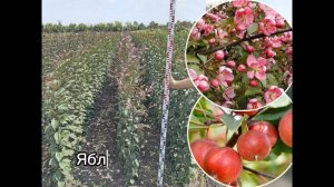 Декоративные яблони