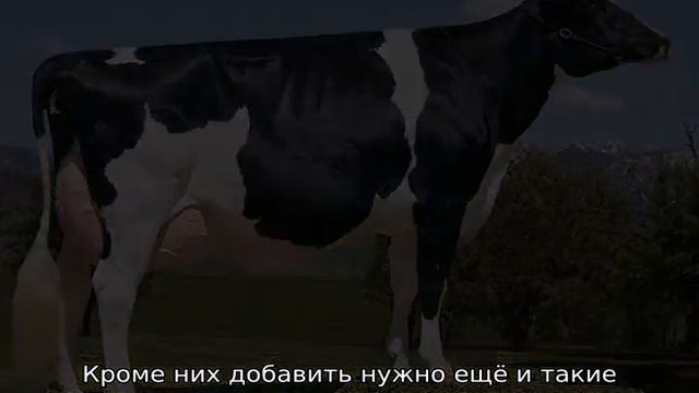 Голштинская порода коров
