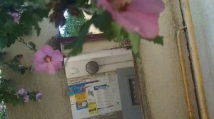 Гибискус  -   красоты Сочи.