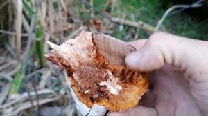 Kav mantarı, Fomes fomentarius, Ice Man fungus, Polyporus fomentarius, Mantar toplama videoları