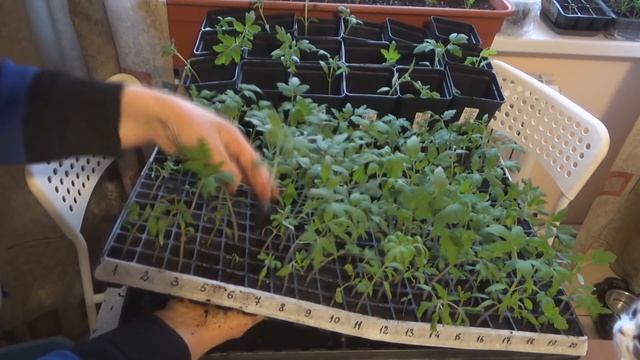 Перевалка рассады томатов из кассет. Выращивание и уход за рассадой томатов