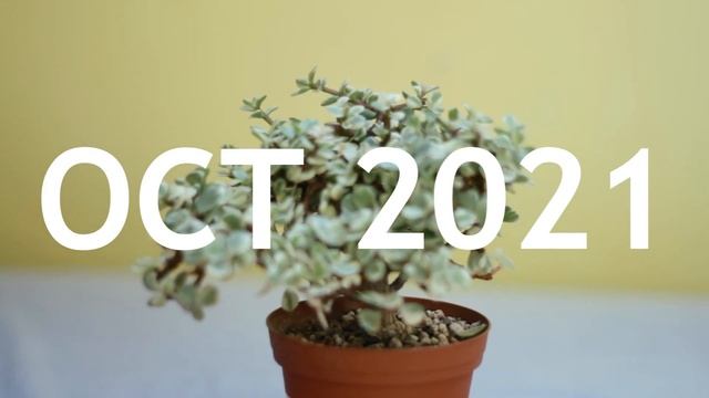 Small Variegated Portulacaria Afra Bonsai, from nursery material, 4 смотреть онлайн