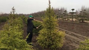Обучение стрижке елей в питомнике Ниваки