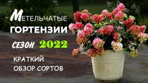 Метельчатые Гортензии. Обзор новых сортов