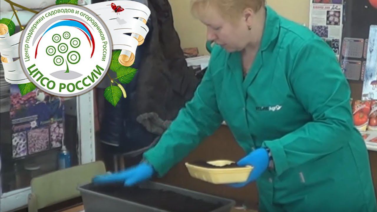 Как правильно посадить томаты. Сажаем томаты на рассаду.
