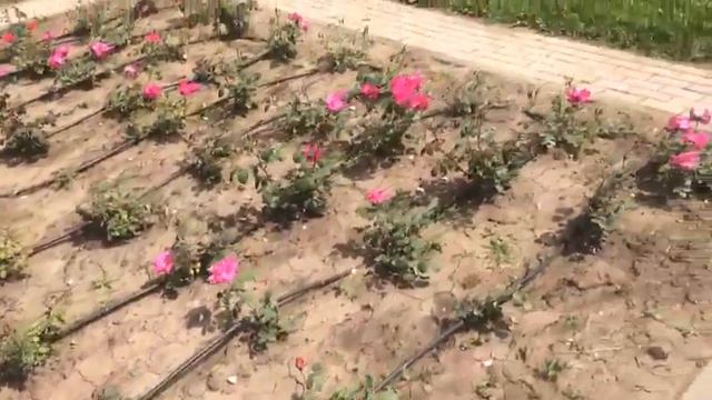 20.06.2021. Кисловодский национальный парк. Долина роз. Часть 2