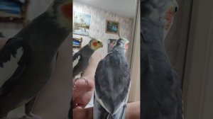 КАРЕЛЛА РАЗГОВАРИВАЕТ И ПОЁТ ?