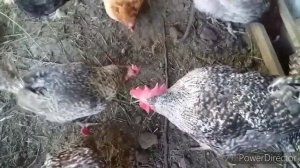 Плохо Несутся Куры?//Каких Кур Держим в Хозяйстве?/Хороший Иммунитет и Яйценоскость у Кур!