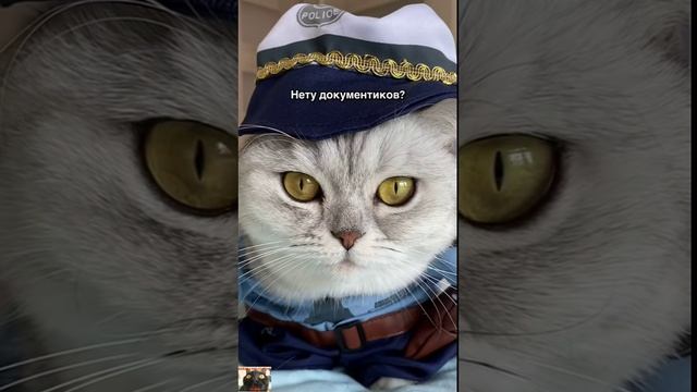 СМЕШНЫЕ КОТИКИ - КОТИК ПОЛИЦЕЙСКИЙ