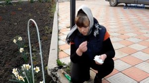 Ипомея лиана для живой изгороди. Как посадить ипомею. Как сажать ипомею.