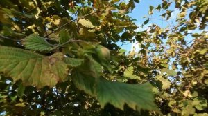 Лесной орех Фундук растёт в краснодарском крае