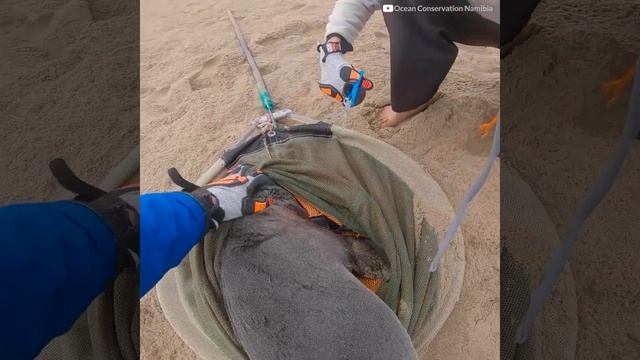 Маленький тюлень благодарит своего спасителя смотреть онлайн