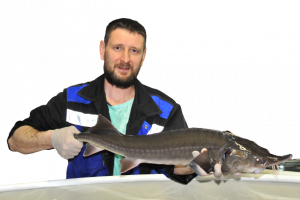 Акваферма Живые Осетры Брянск