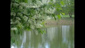 БЕЛАЯ ЧЕРЕМУХА -(ПЕСНЯ ИЗ К/Ф "ЦВЕТ ЧЕРЕМУХИ"