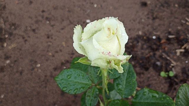 Зацвела белая роза.