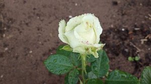 Зацвела белая роза.