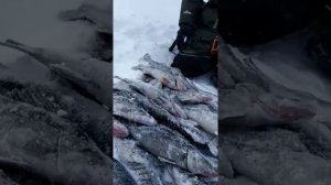 Камское Устье рыбалка в феврале