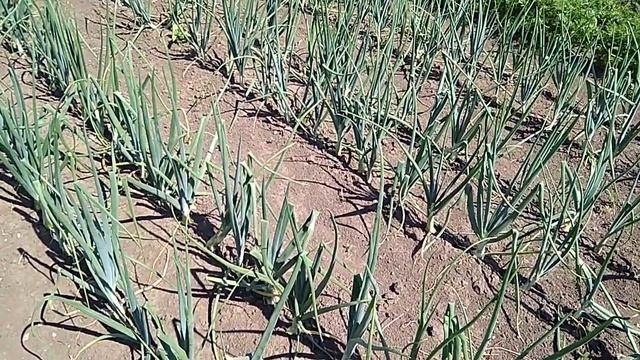 Выращивание крупного лука и морковки. Супер грядки. смотреть онлайн