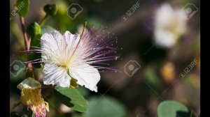 КАПЕРС  (CAPPARIS)  сем. Каперсовых (Capparacedae)