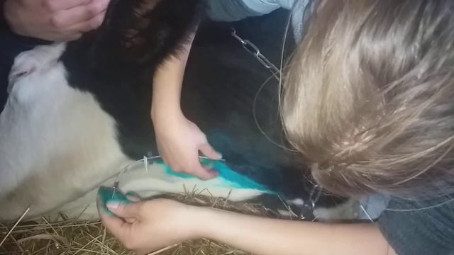 Подключичный катетер.Корова. смотреть онлайн