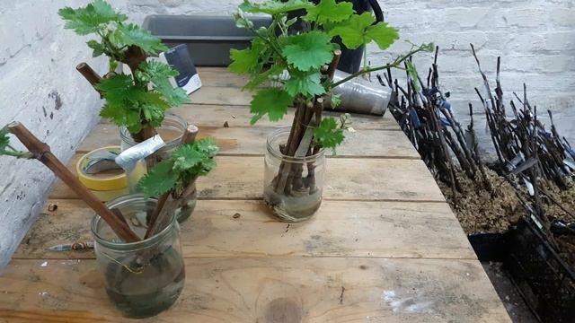 УКОРЕНЕНИЕ ВИНОГРАДА САМЫЙ ЛЁГКИЙ СПОСОБ