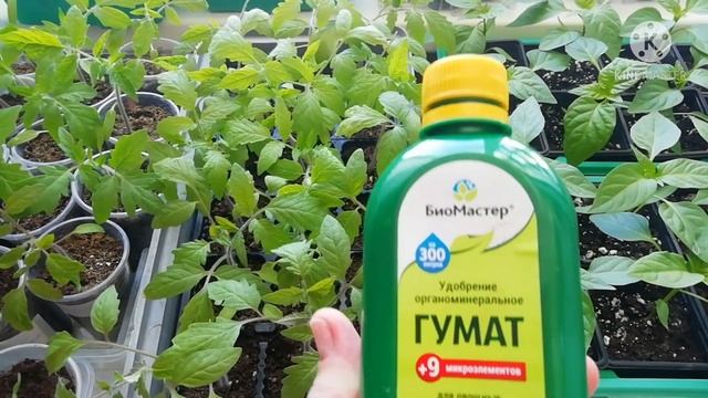 Развитие рассады томатов и перцев, болезни, нужен совет. смотреть онлайн