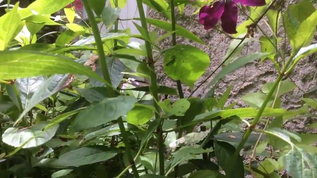 Clématite 'Rouge Cardinal' смотреть онлайн