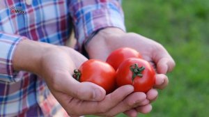 Почему об этом препарате молчат? Фитофтору подавляет за 2 часа после применения! Топаз от фитофторы