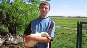Что делать, чтобы утки не падали на ноги?