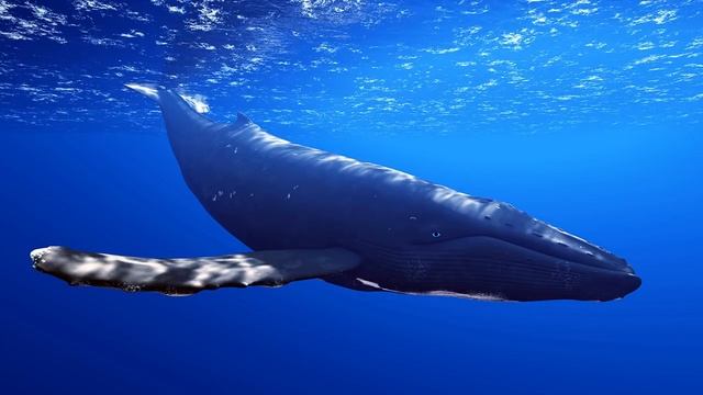 8 Hours of Whale Sounds Deep Underwater for Sleep and Relaxation смотреть онлайн