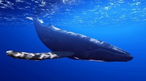 8 Hours of Whale Sounds Deep Underwater for Sleep and Relaxation