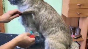 Стриппинг, тримминг Керн терьера. Kern terrier , hand stripping