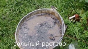 ТОП-5 ПОЧВОПОКРОВНЫХ РАСТЕНИЙ--в моем саду.