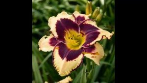 #Лилейник #Hemerocallis Garden #flowers135 Декоративные растения