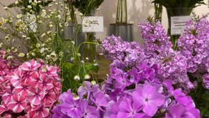 Выставка "Мир флоксов" 2022. Ботанический сад Петра Великого БИН РАН. Санкт Петербург.