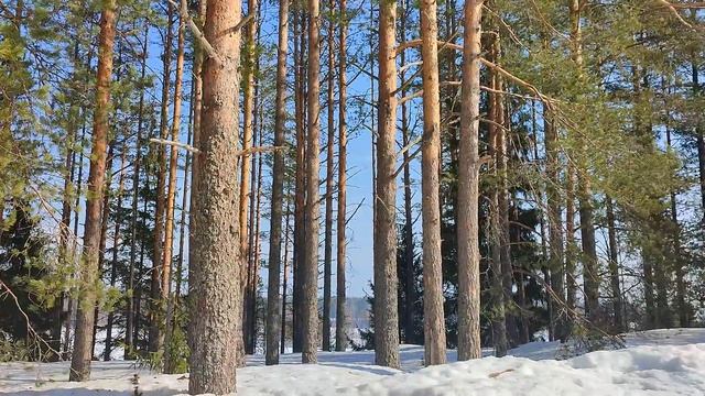 Немного Новостей / Весна в Карелии / Весенний лес / Гуляю с собаками / Карельская деревня смотреть онлайн