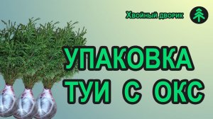 Упаковка сеянцев туи колоновидной Колумна с ОКС для пересылки. Хвойный дворик - хвойные почтой