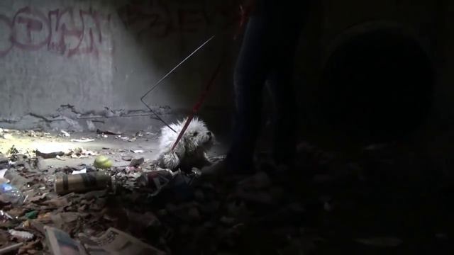 Спасение собак из канализации смотреть онлайн